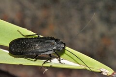 Deropeltis madecassa