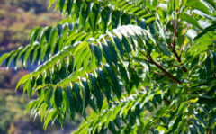 Ailanthus altissima