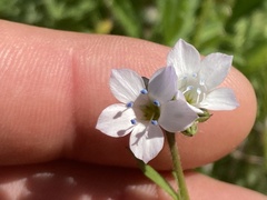 Gilia