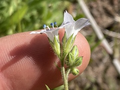Gilia