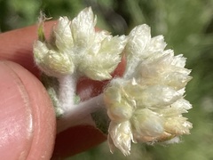Pseudognaphalium