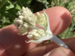 Pseudognaphalium