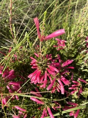 Erica versicolor