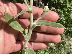 Pseudognaphalium