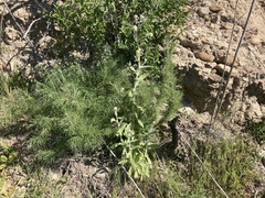 Pseudognaphalium