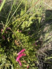 Erica versicolor