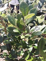 Feijoa sellowiana