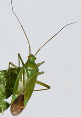 Calocoris affinis