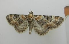 Eupithecia pulchellata