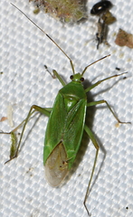 Calocoris