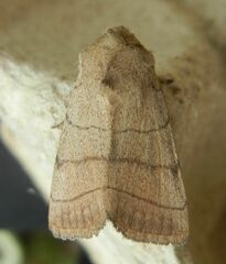 Charanyca trigrammica