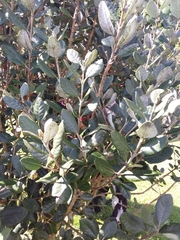Feijoa sellowiana