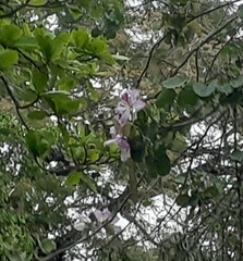 Bauhinia variegata