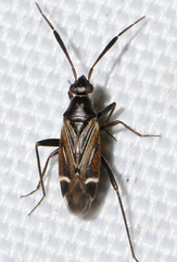Cremnocephalus alpestris