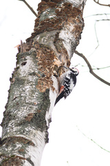 Dendrocopos leucotos