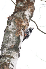 Dendrocopos leucotos