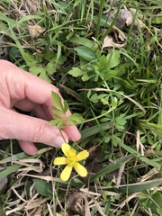 Ranunculus fascicularis