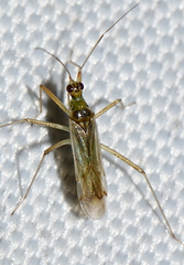 Dicyphus
