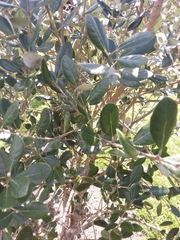 Feijoa sellowiana