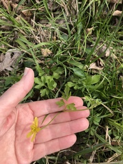 Ranunculus fascicularis