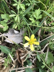 Ranunculus fascicularis