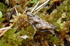 Tetrix undulata