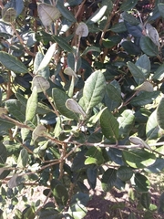 Feijoa sellowiana