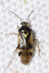 Orthops basalis