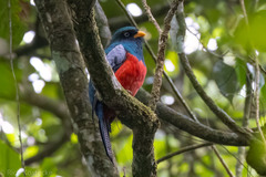 Trogon clathratus