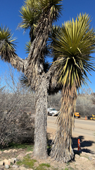 Yucca filifera
