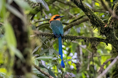 Baryphthengus martii