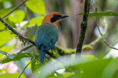 Baryphthengus martii