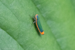 Stephanolla rufoapicata