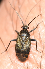 Polymerus