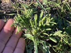 Dudleya variegata
