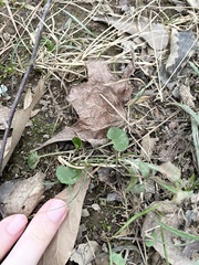 Ranunculus abortivus