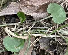 Ranunculus abortivus