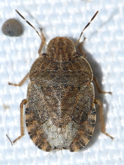 Sciocoris