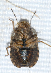 Sciocoris