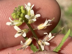 Caulanthus lasiophyllus