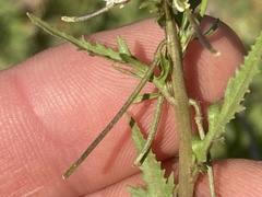 Caulanthus lasiophyllus