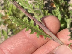 Caulanthus lasiophyllus