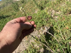 Caulanthus lasiophyllus