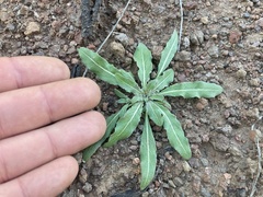 Camissoniopsis