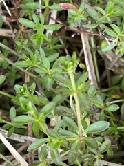 Galium bermudense