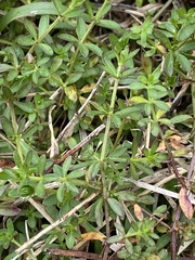 Galium bermudense