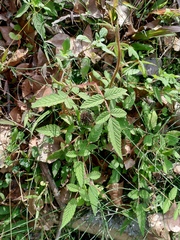 Rubus croceacanthus