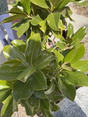 Pittosporum tobira