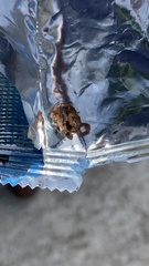 Centruroides limpidus