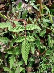 Rubus croceacanthus